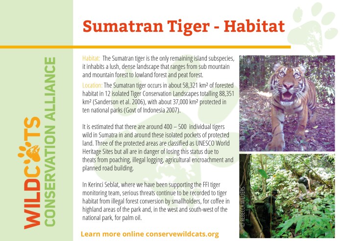 Harimau Sumatera: populasi, habitat, dan upaya konservasi