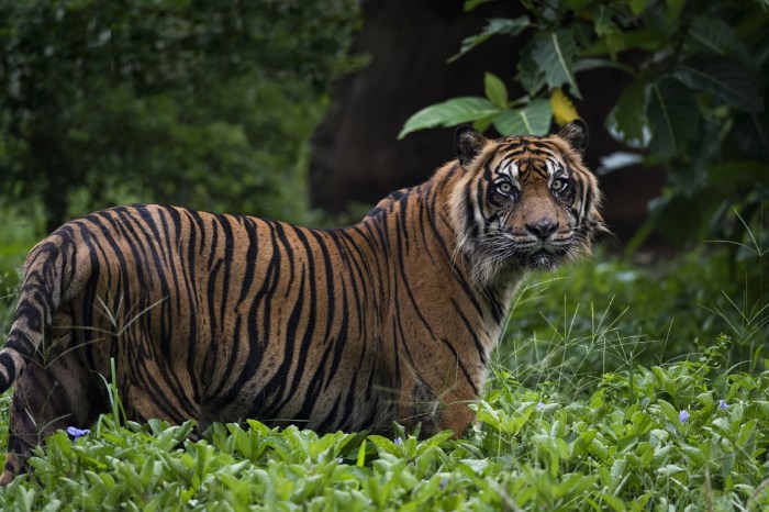 Harimau Sumatera: populasi, habitat, dan upaya konservasi